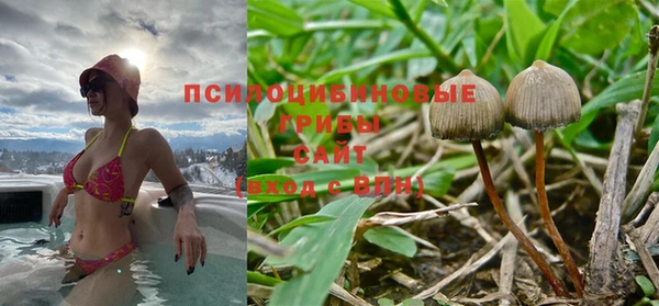 крисы Абаза